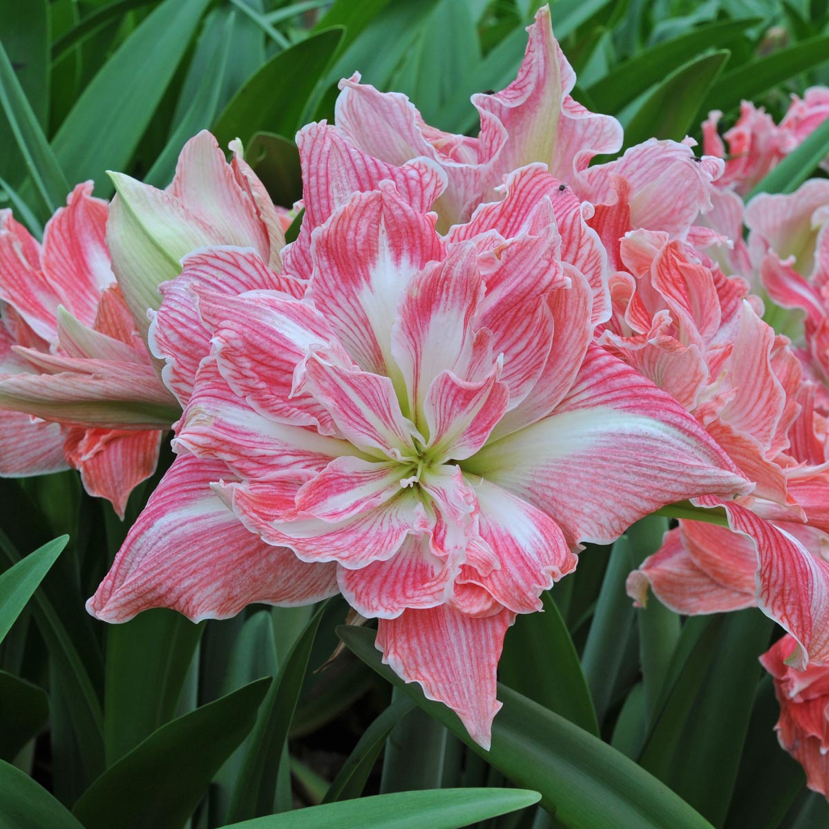 Amaryllis Pretty Nymph - roze amaryllis - Fluwel