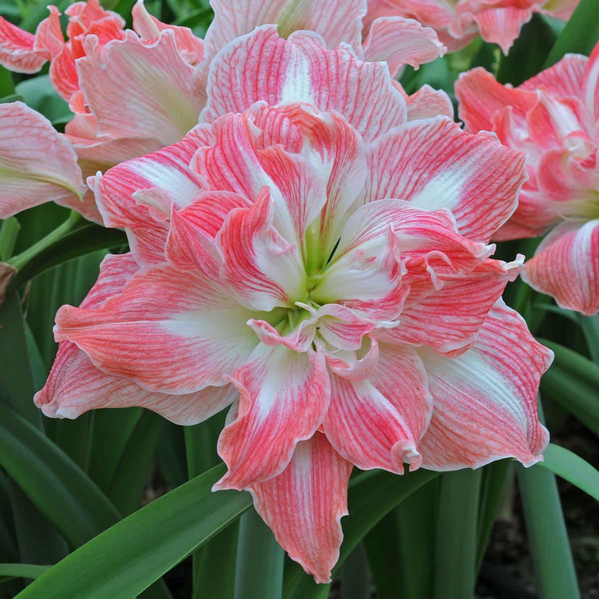 Amaryllis Pretty Nymph - roze amaryllis - Fluwel