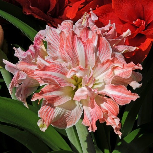 Amaryllis Pretty Nymph - roze amaryllis - Fluwel