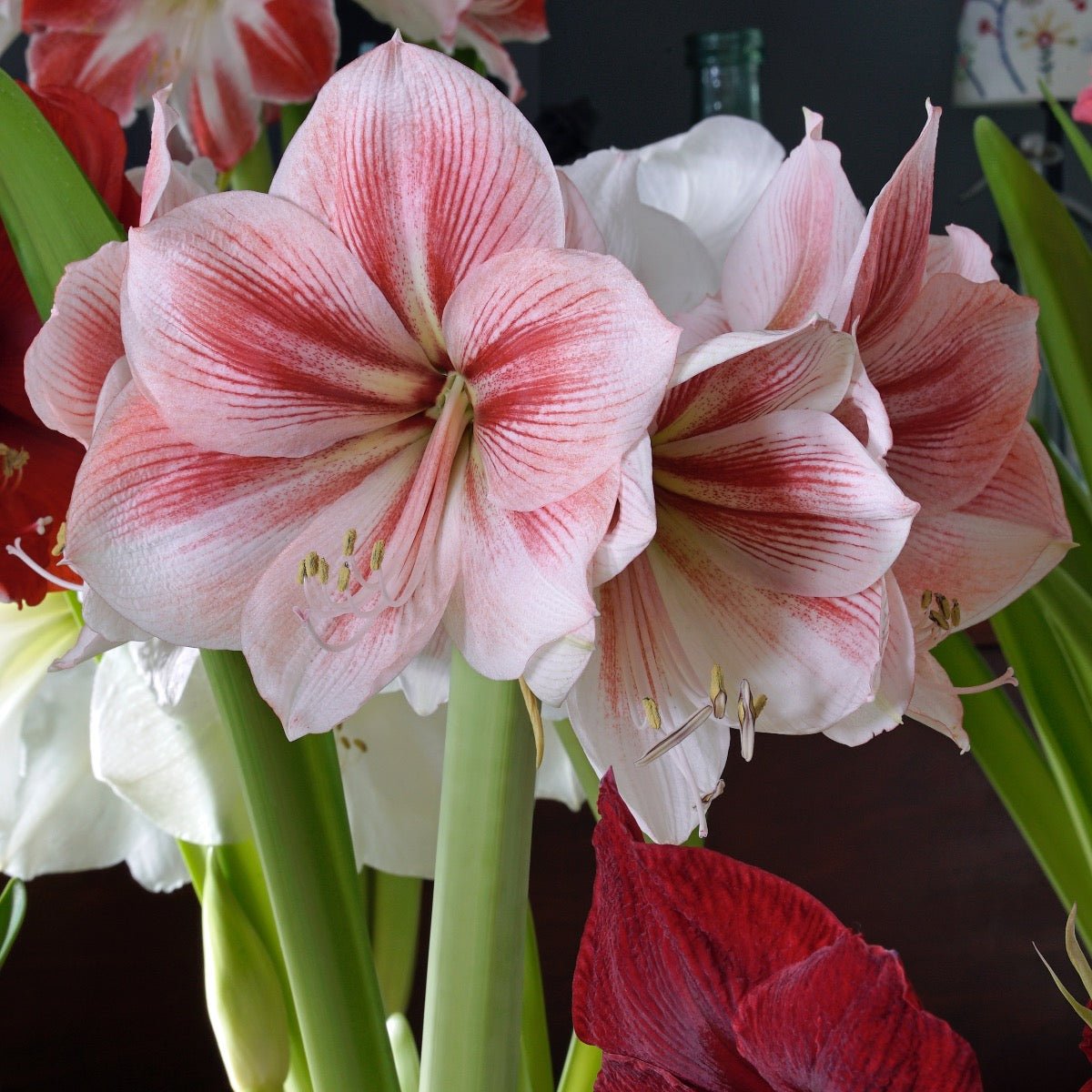 Amaryllis Provence - meerkleurige amaryllis - Fluwel