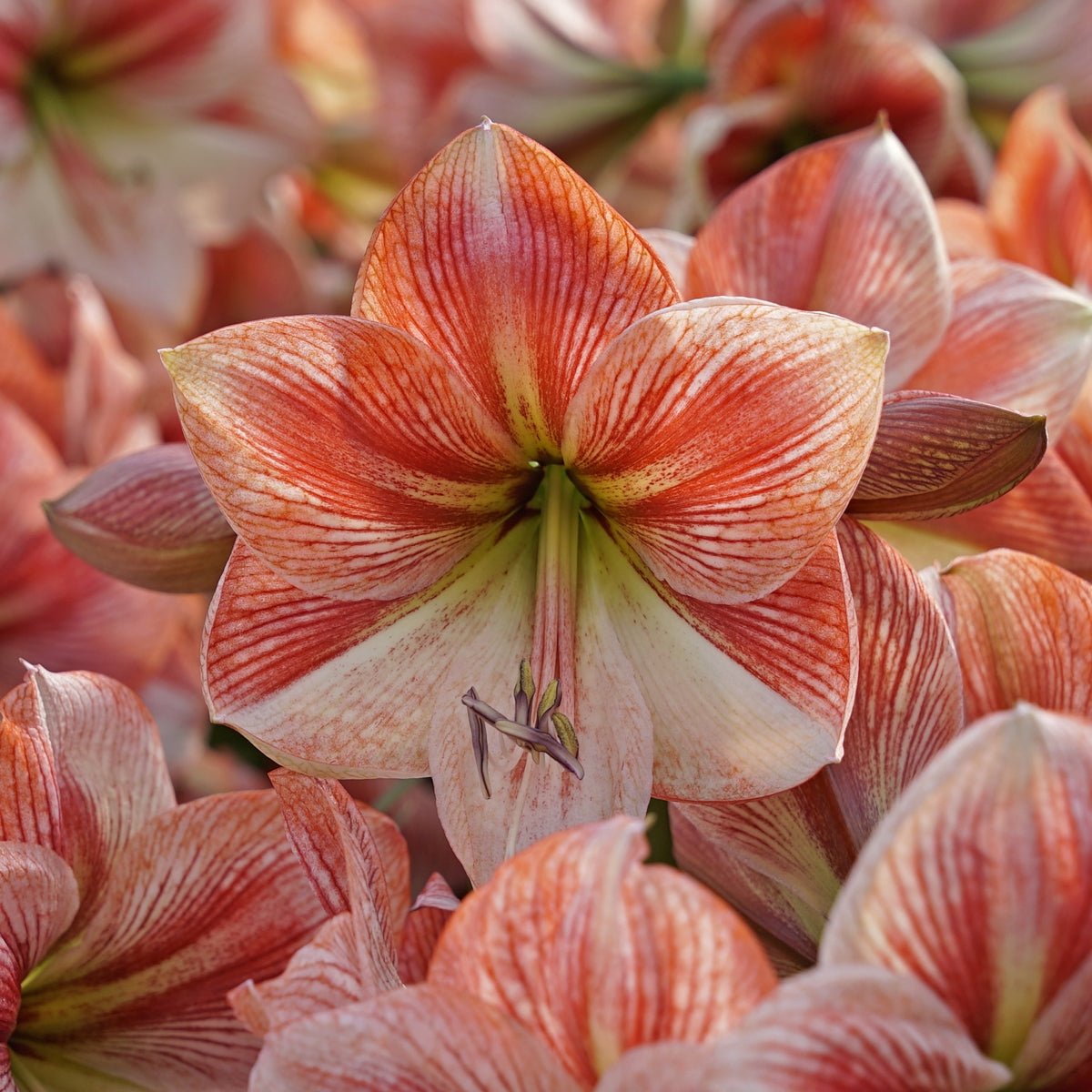 Amaryllis Provence - meerkleurige amaryllis - Fluwel