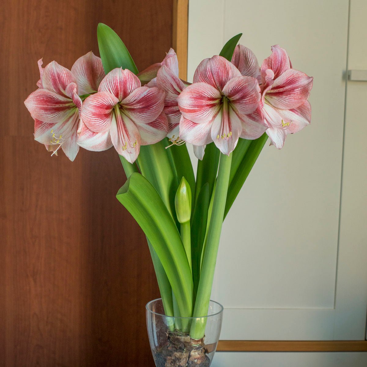 Amaryllis Provence - meerkleurige amaryllis - Fluwel