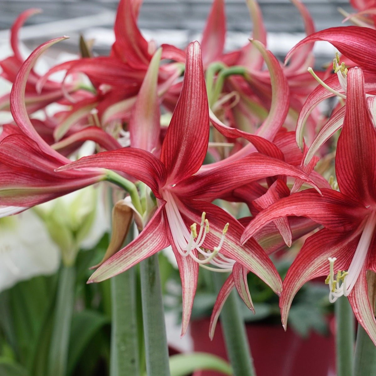 Amaryllis Quito - rode amaryllis - Fluwel