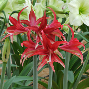 Amaryllis Quito - Amaryllis - Fluwel