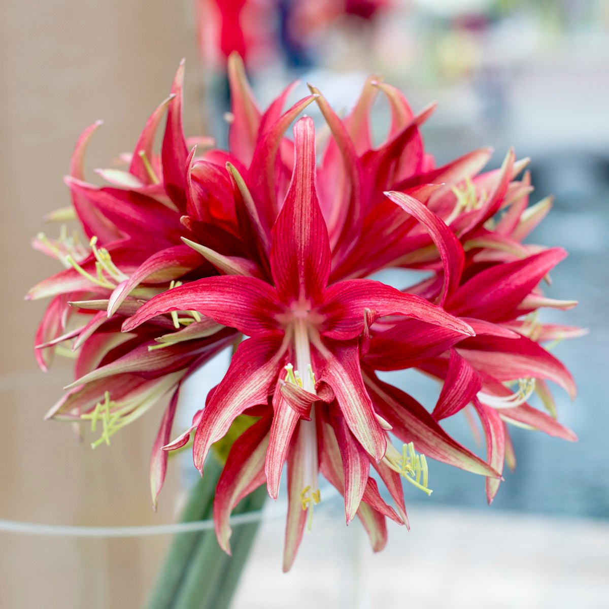 Amaryllis Quito - rode amaryllis - Fluwel