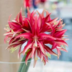 Amaryllis Quito - Amaryllis - Fluwel