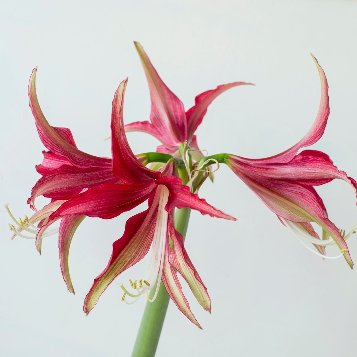 Amaryllis Quito - rode amaryllis - Fluwel