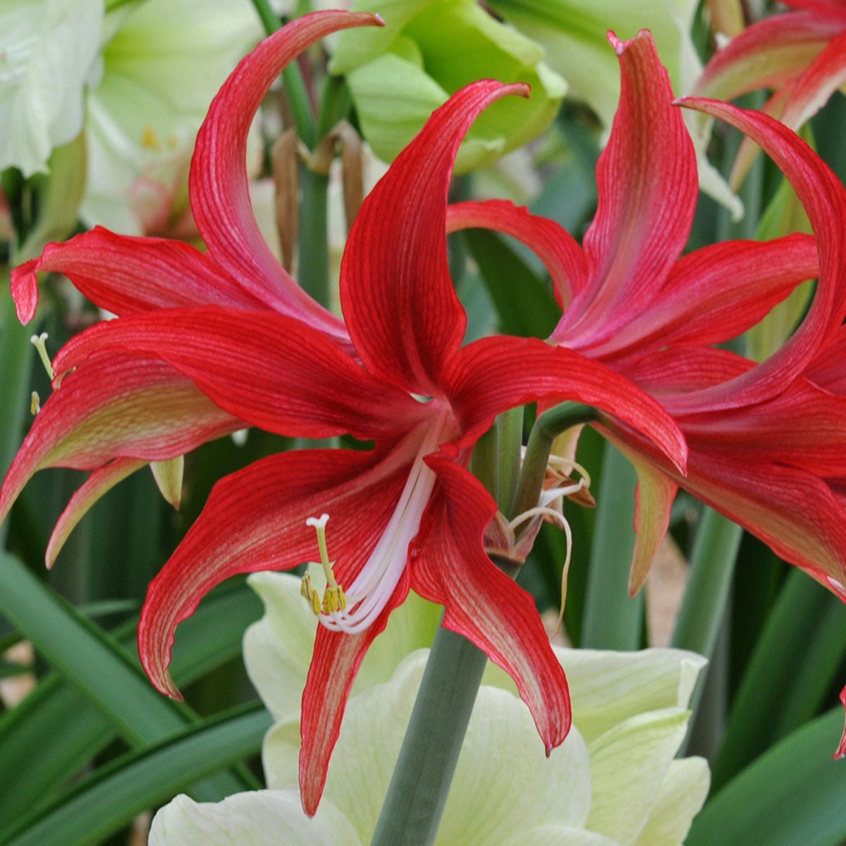 Amaryllis Quito - rode amaryllis - Fluwel