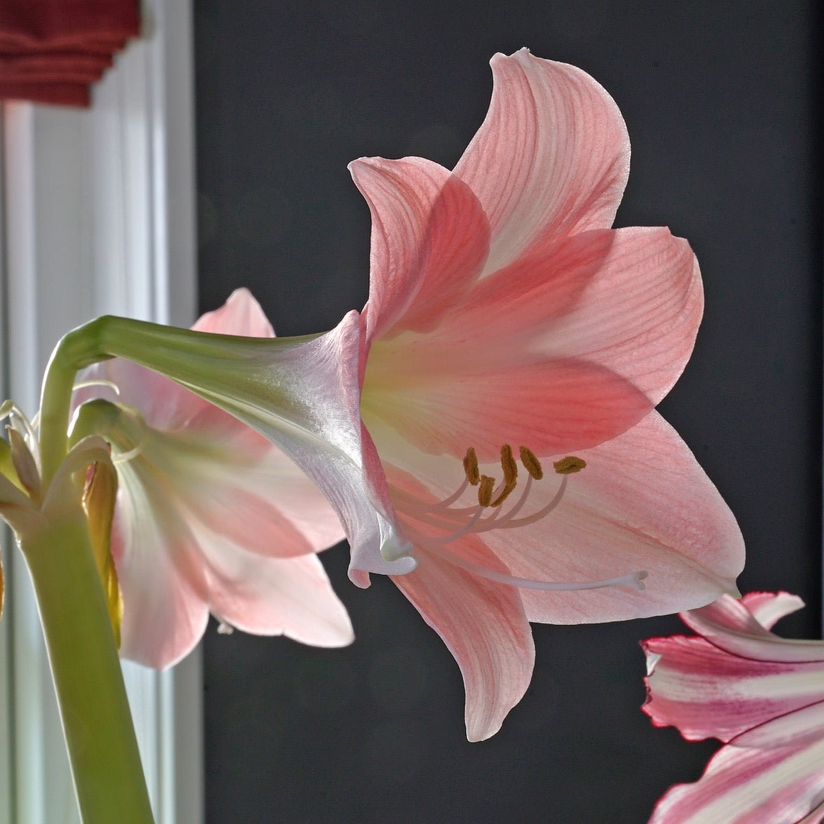 Amaryllis Rebecca - roze amaryllis - Fluwel