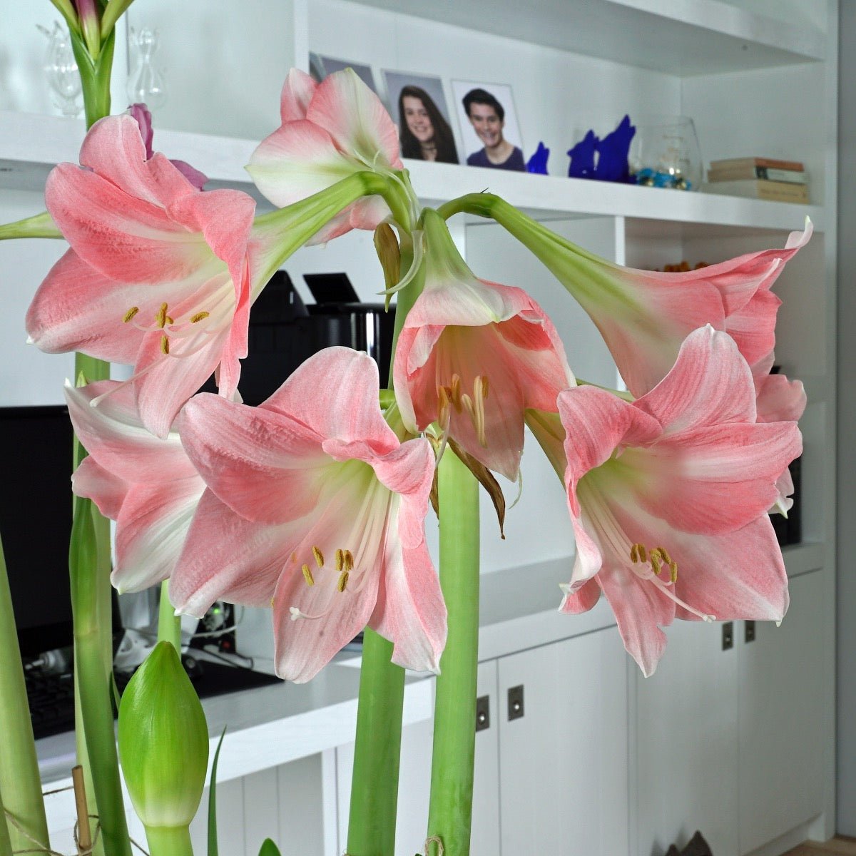 Amaryllis Rebecca - roze amaryllis - Fluwel