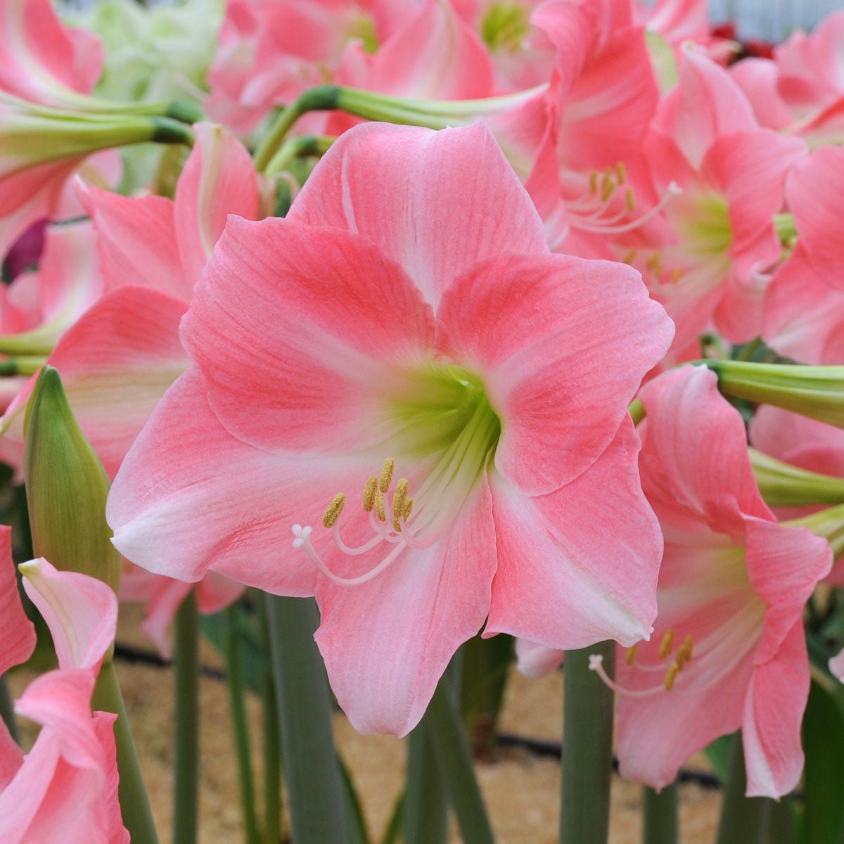Amaryllis Rebecca - roze amaryllis - Fluwel