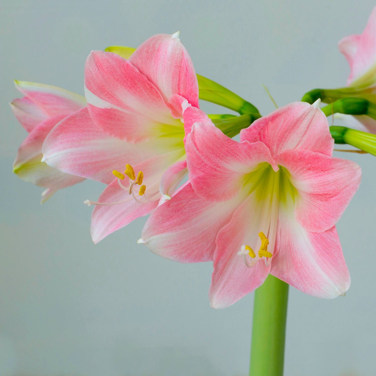 Amaryllis Rebecca - roze amaryllis - Fluwel