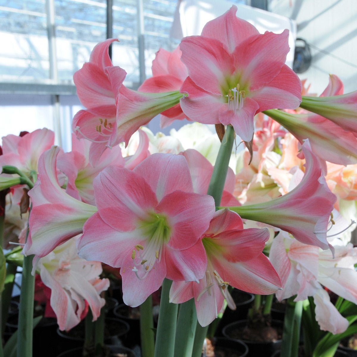 Amaryllis Rebecca - roze amaryllis - Fluwel