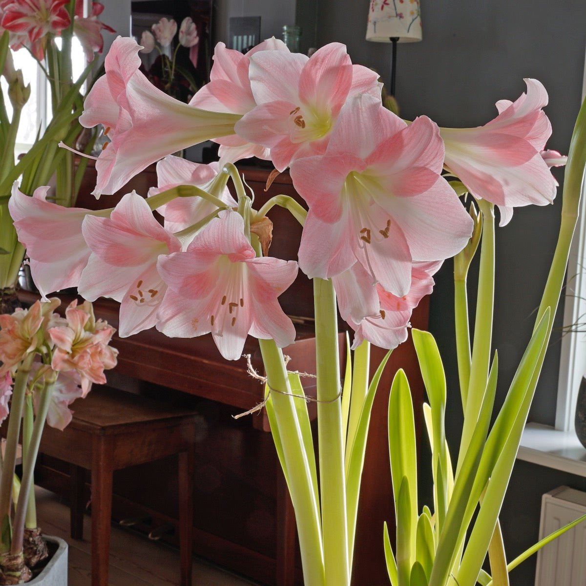 Amaryllis Rebecca - roze amaryllis - Fluwel