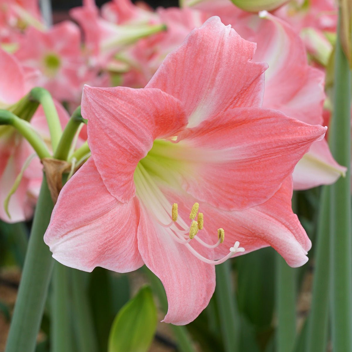 Amaryllis Rebecca - roze amaryllis - Fluwel