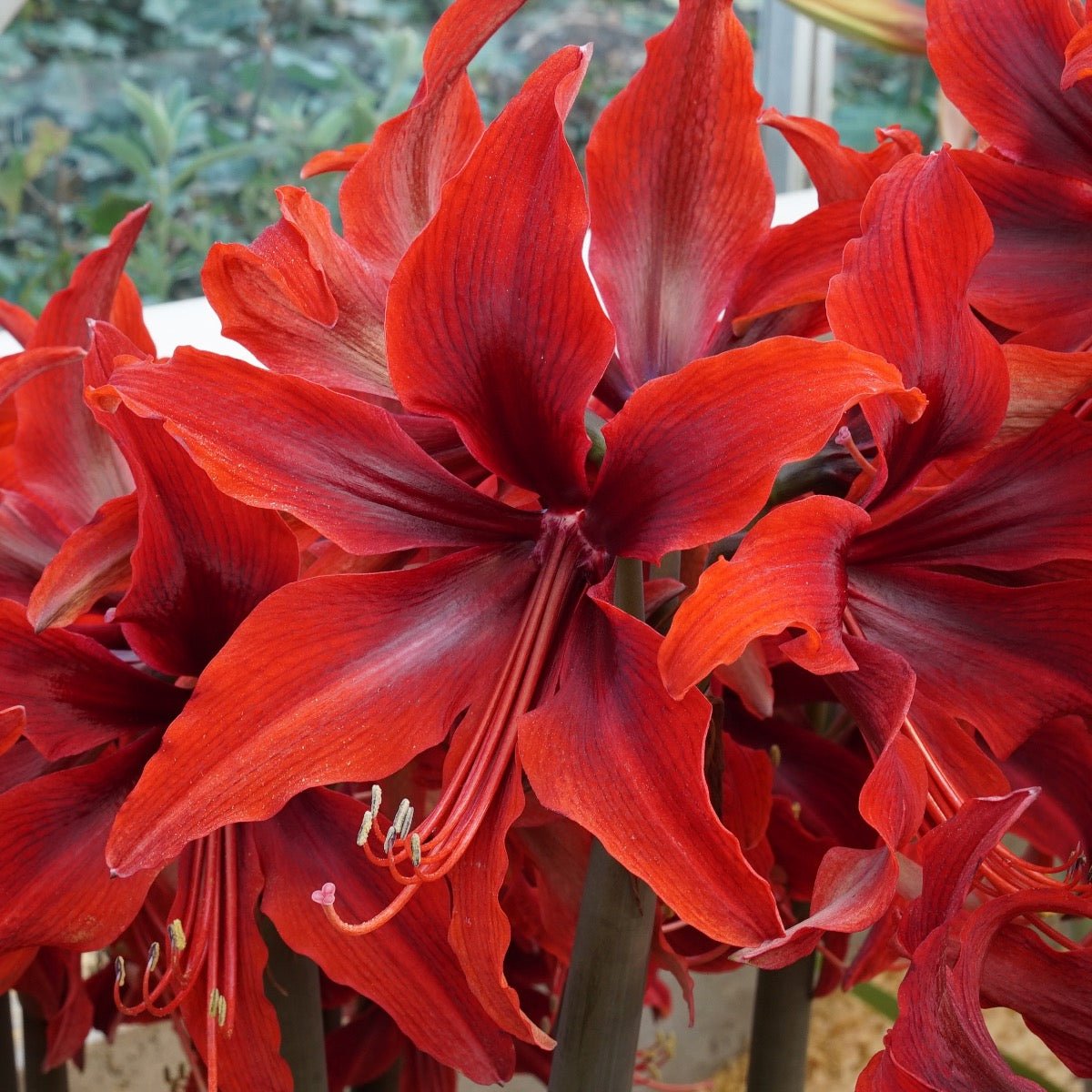 Amaryllis Red Amazone - rode amaryllis - Fluwel
