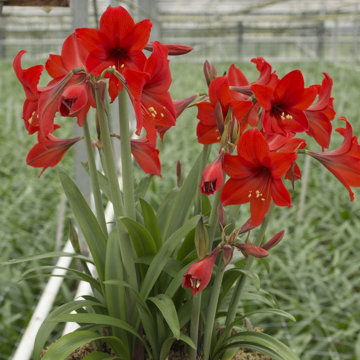 Amaryllis Red Garden - Amaryllis - Fluwel