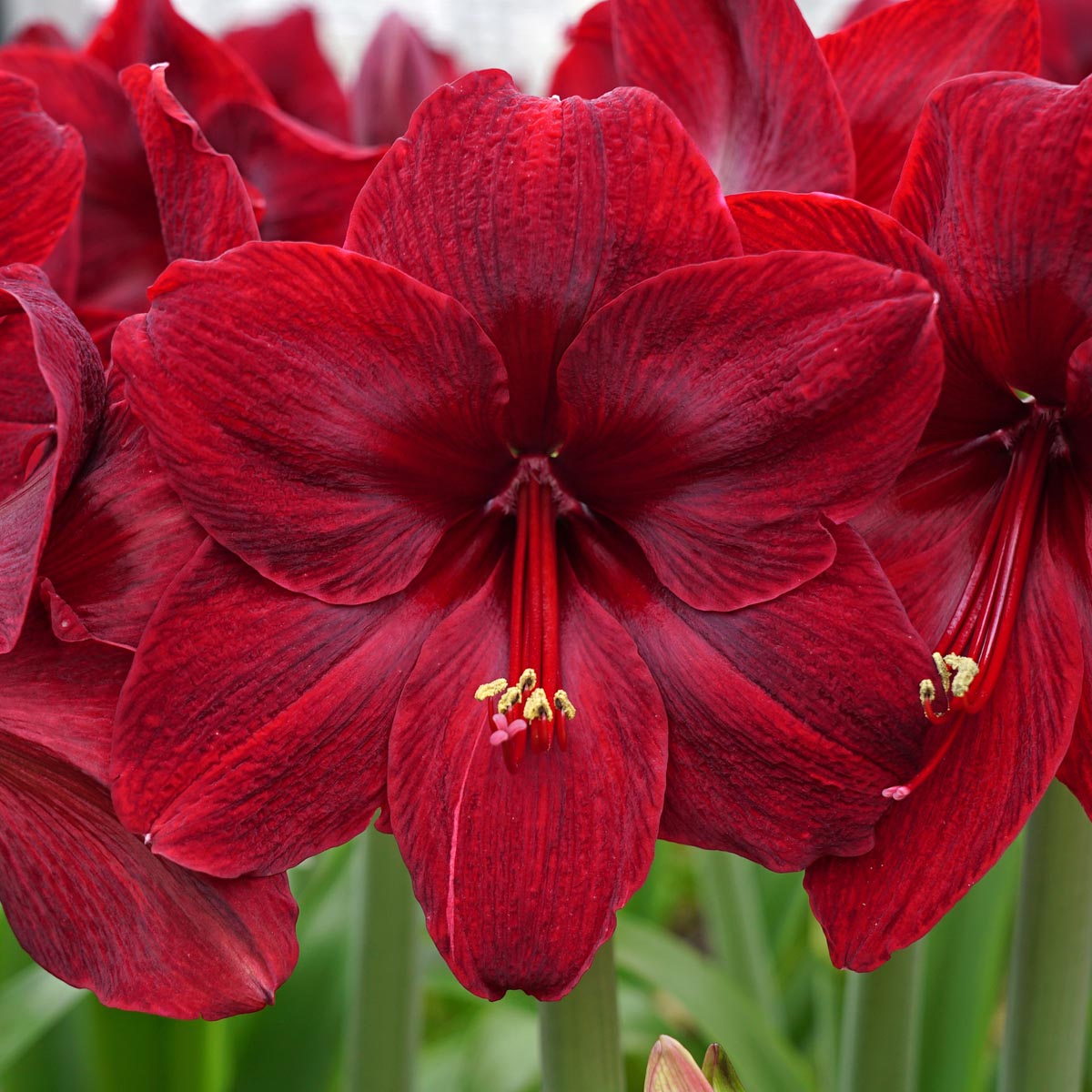 Amaryllis Red Pearl - rode amaryllis - Fluwel
