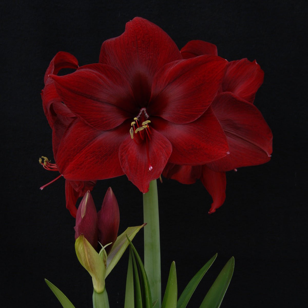Amaryllis Red Pearl - rode amaryllis - Fluwel