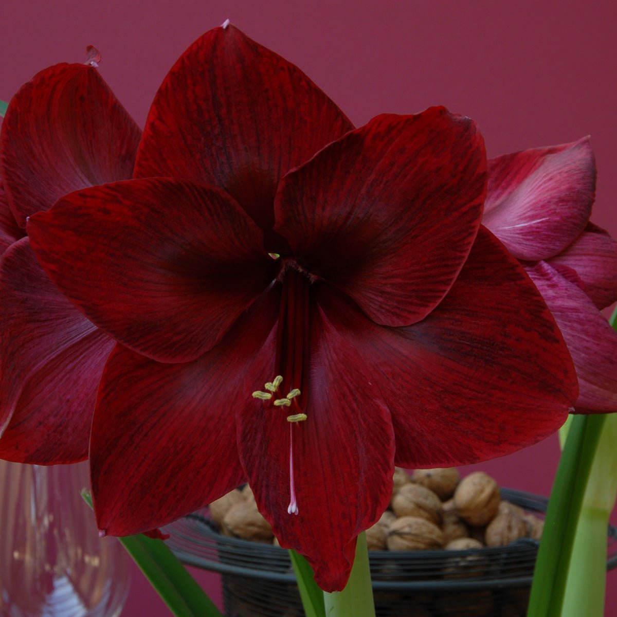 Amaryllis Red Pearl - rode amaryllis - Fluwel