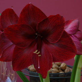 Amaryllis Red Pearl - Amaryllis - Fluwel