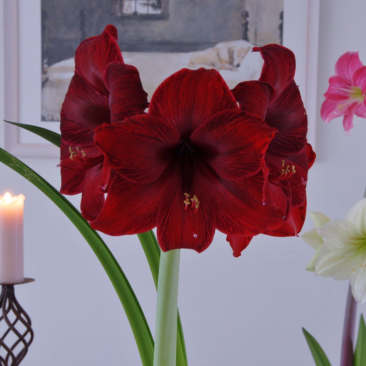 Amaryllis Red Pearl - rode amaryllis - Fluwel