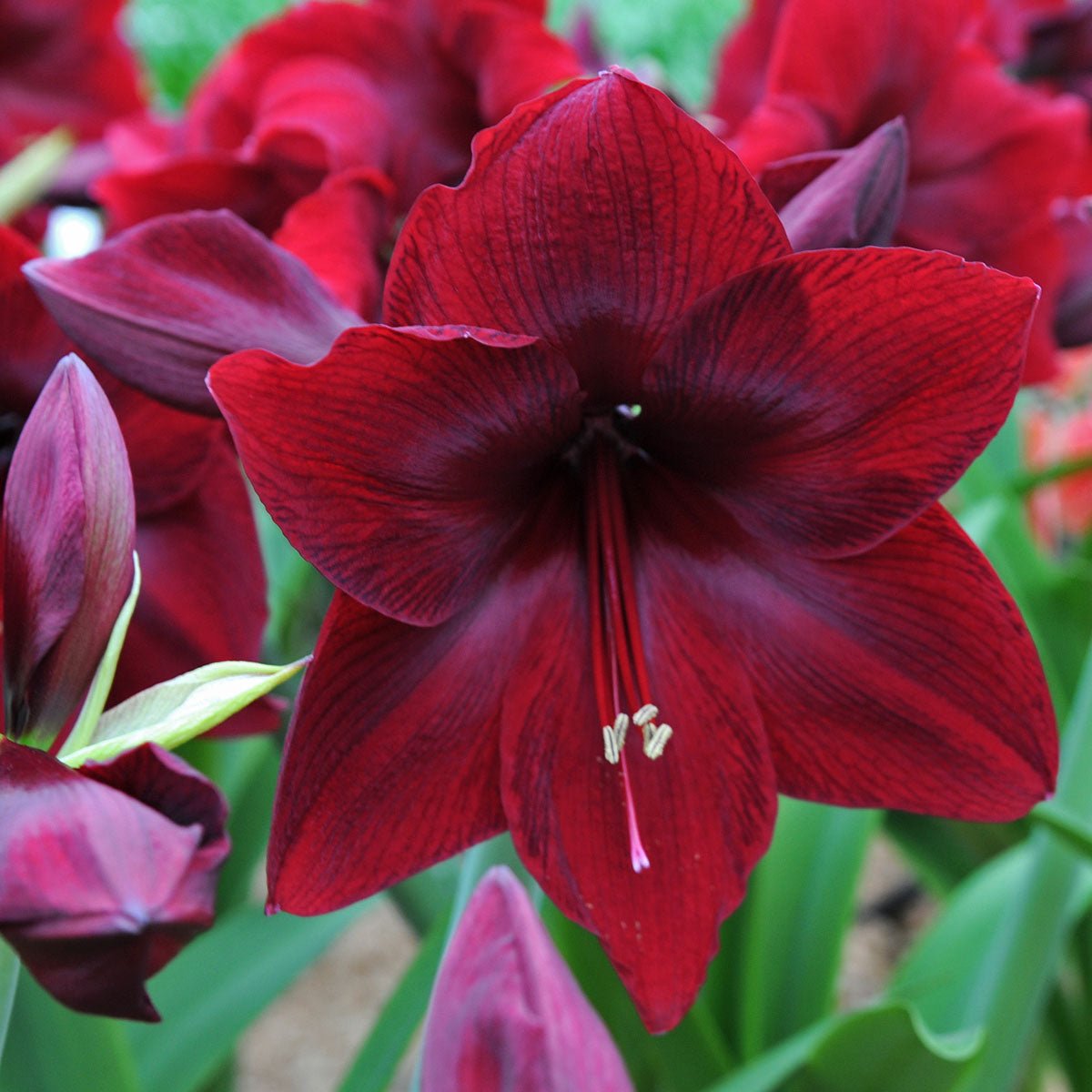 Amaryllis Red Pearl - rode amaryllis - Fluwel