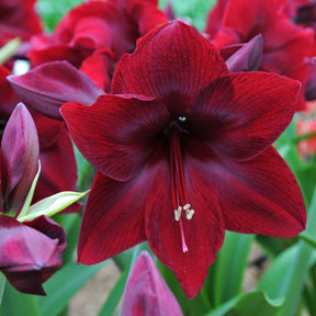 Amaryllis Red Pearl - Amaryllis - Fluwel