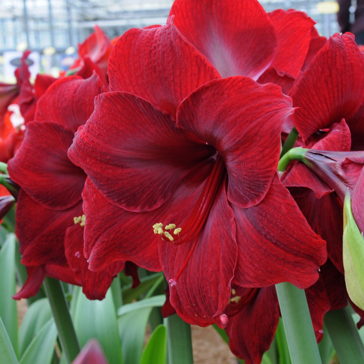 Amaryllis Red Pearl - Amaryllis - Fluwel