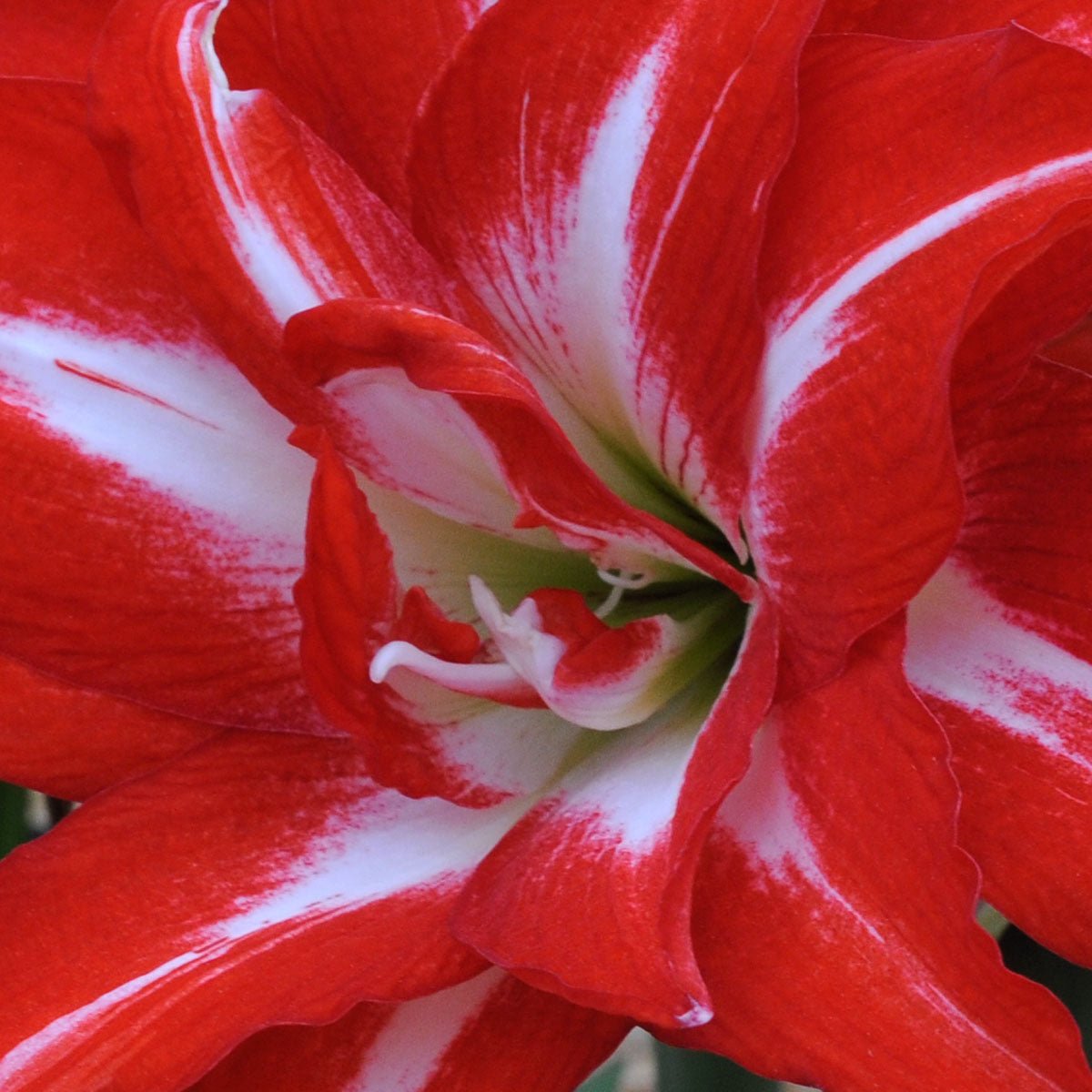 Amaryllis Splash - meerkleurige amaryllis - Fluwel
