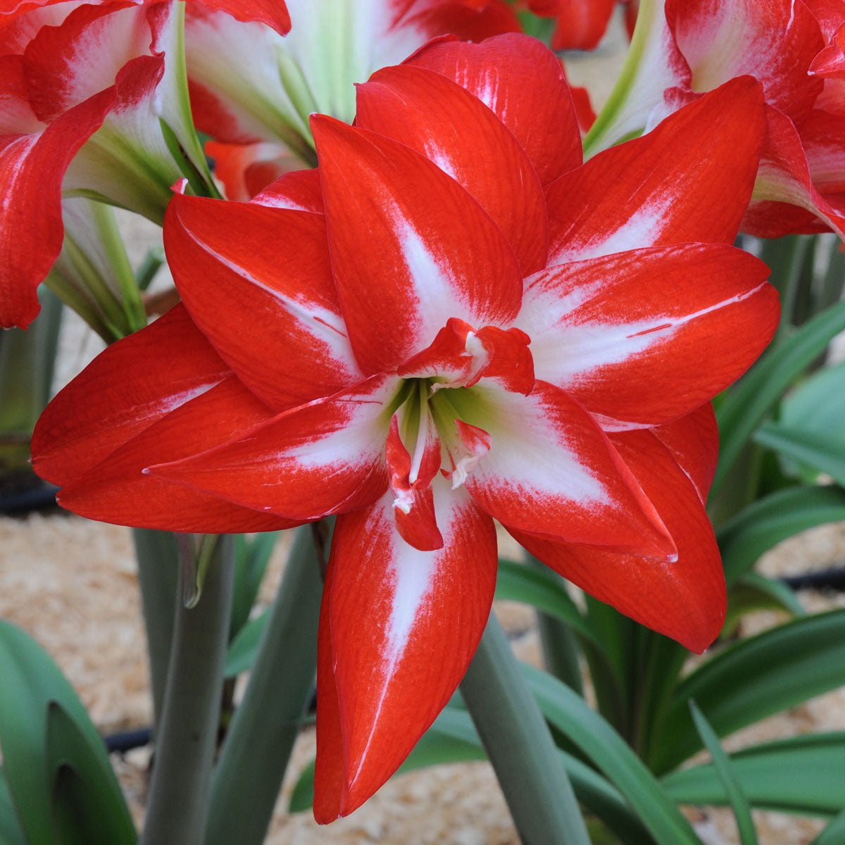 Amaryllis Splash - meerkleurige amaryllis - Fluwel