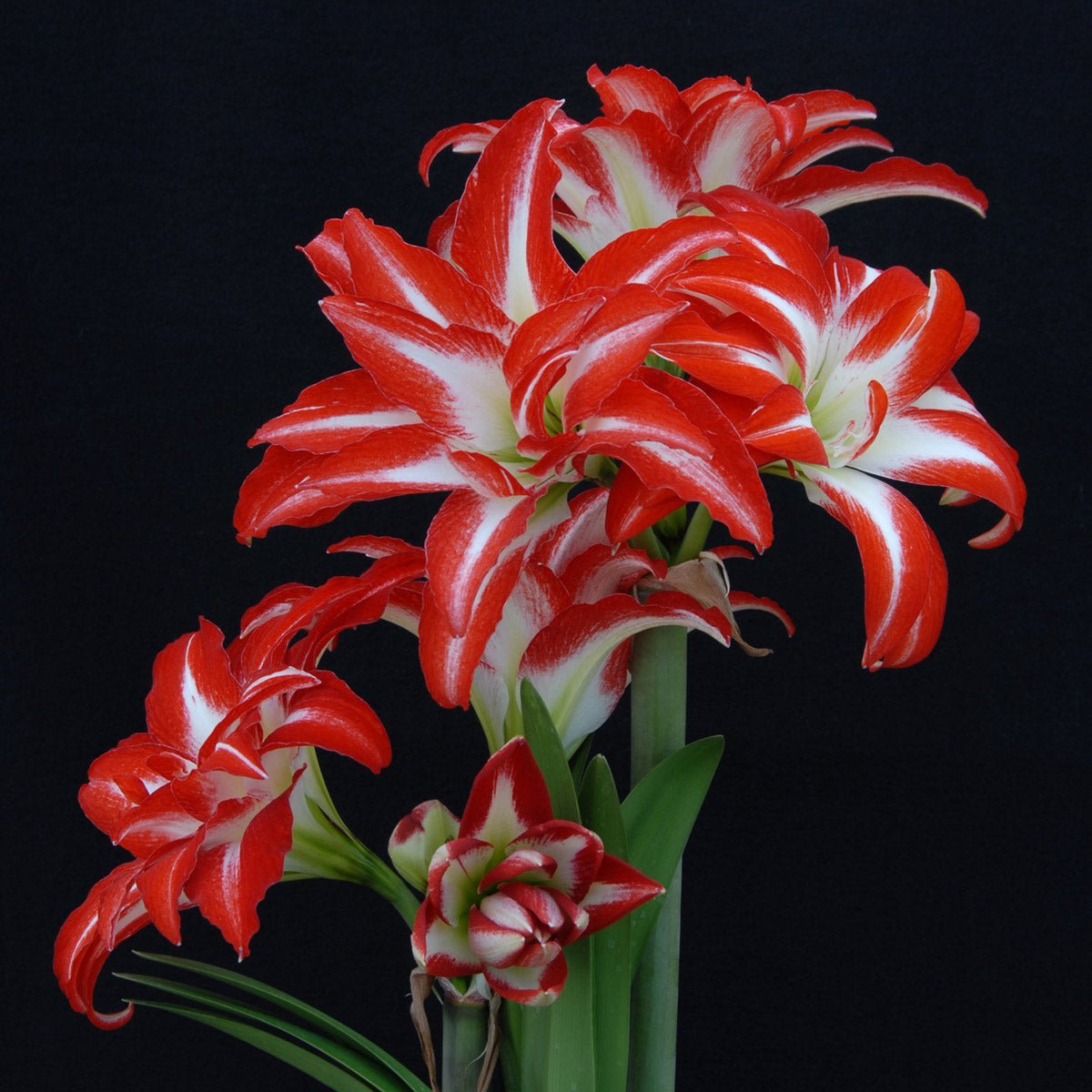 Amaryllis Splash - meerkleurige amaryllis - Fluwel