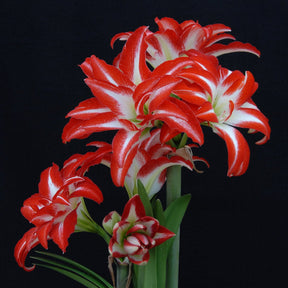 Amaryllis Splash - Amaryllis - Fluwel
