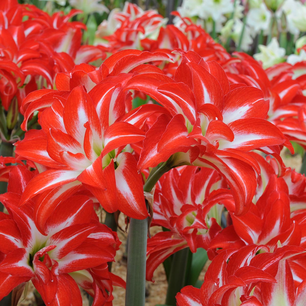 Amaryllis Splash - meerkleurige amaryllis - Fluwel