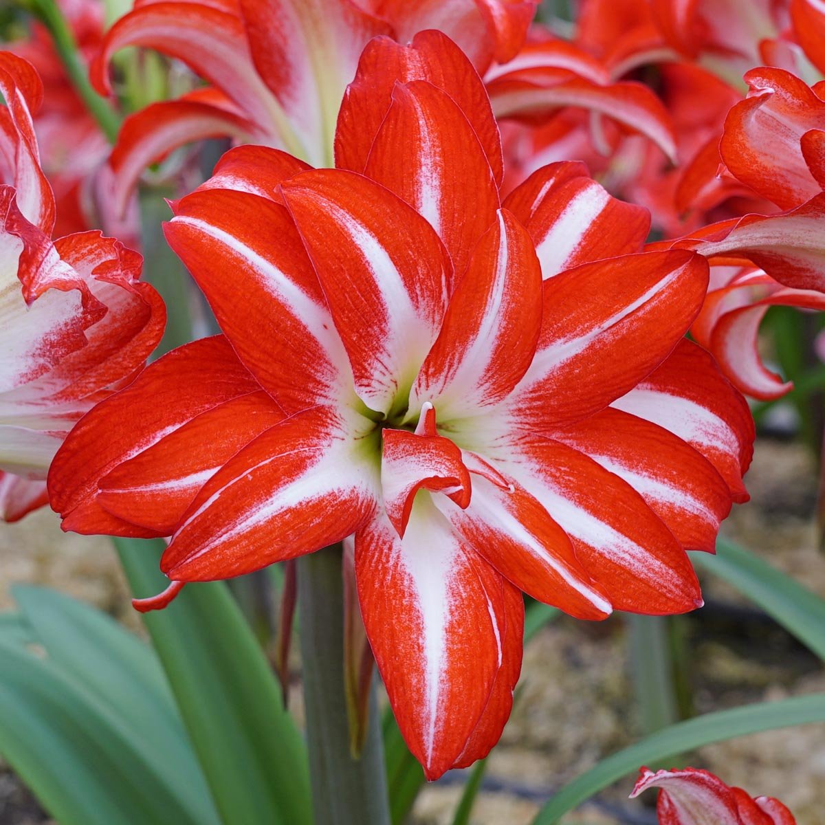 Amaryllis Splash - meerkleurige amaryllis - Fluwel