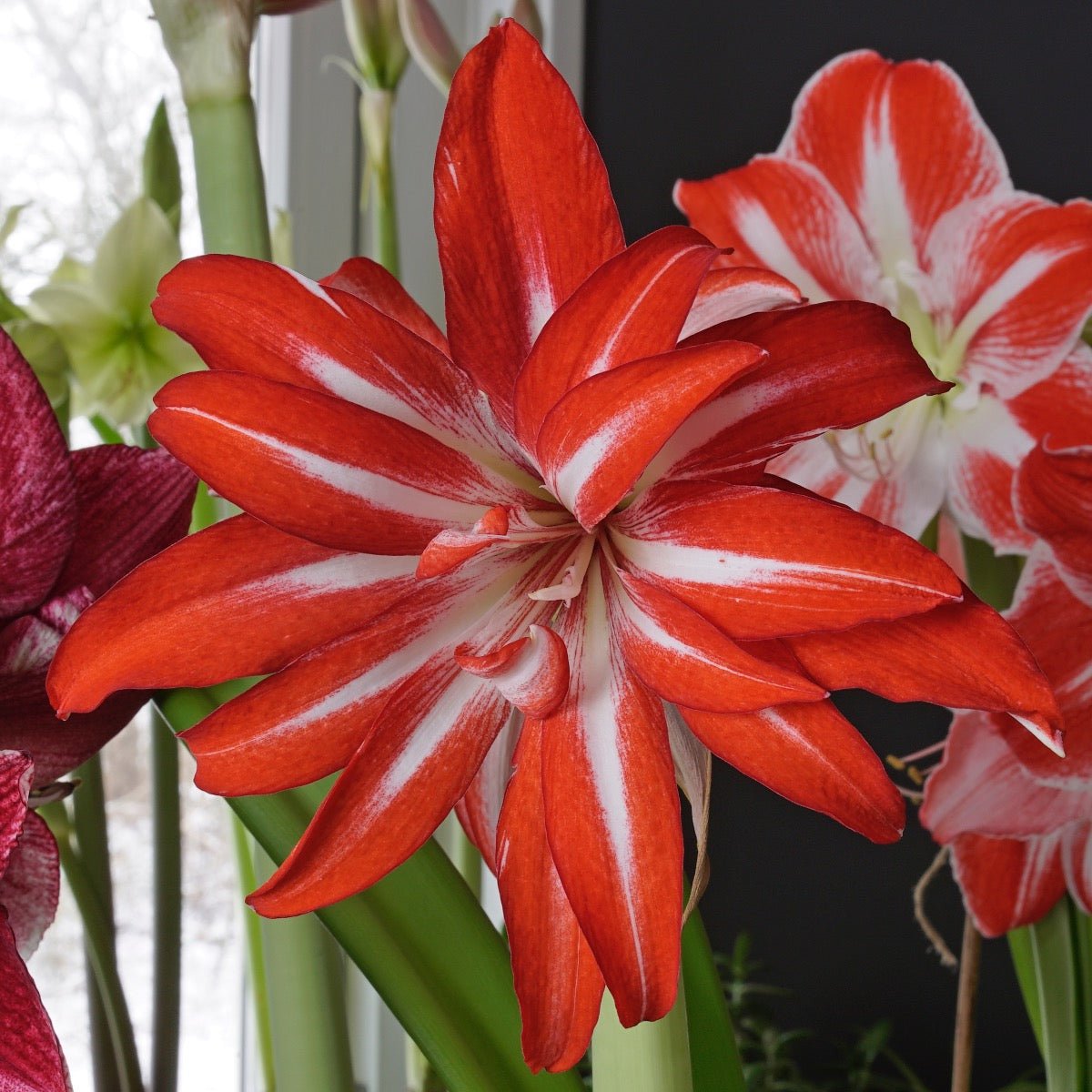 Amaryllis Splash - meerkleurige amaryllis - Fluwel