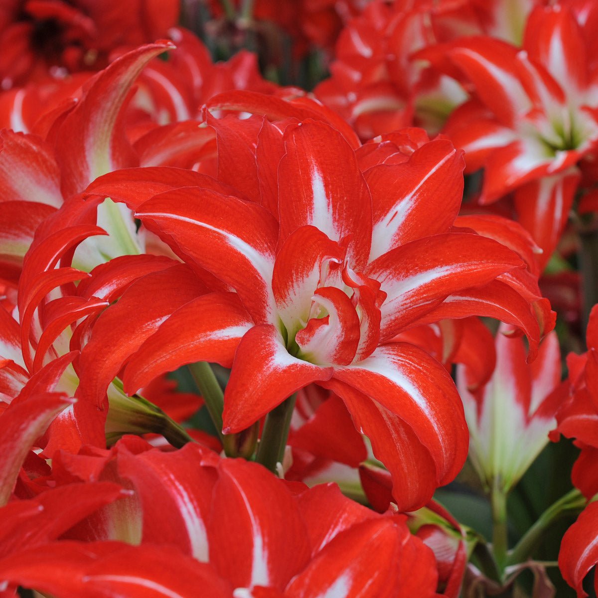 Amaryllis Splash - Amaryllis - Fluwel