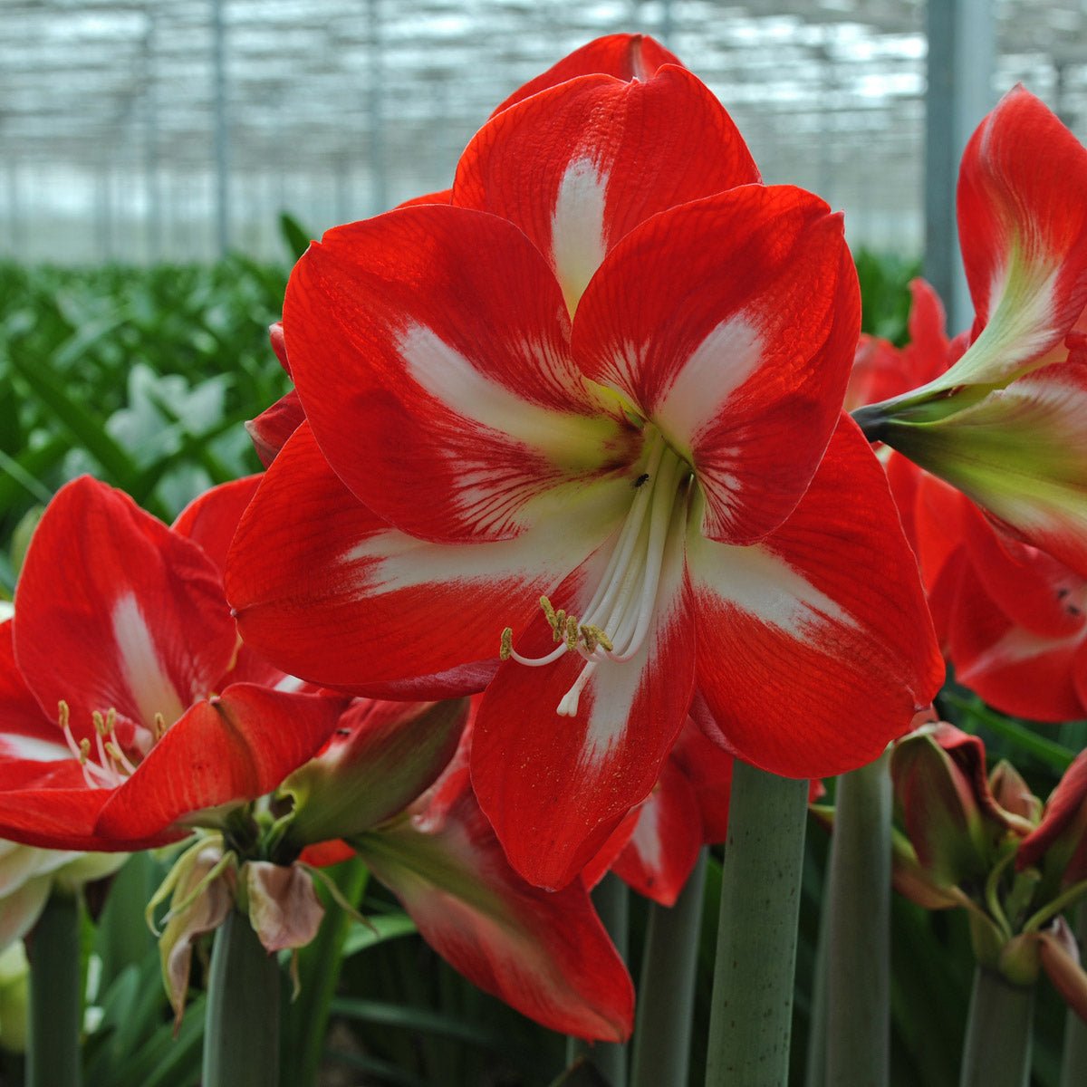 Amaryllis Stargazer - meerkleurige amaryllis - Fluwel