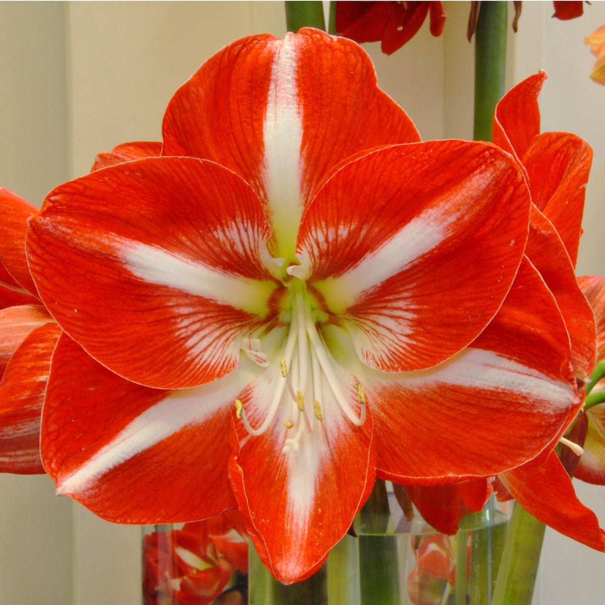 Amaryllis Stargazer - Amaryllis - Fluwel