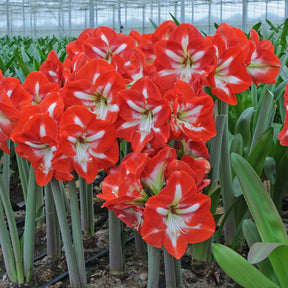 Amaryllis Stargazer - Amaryllis - Fluwel