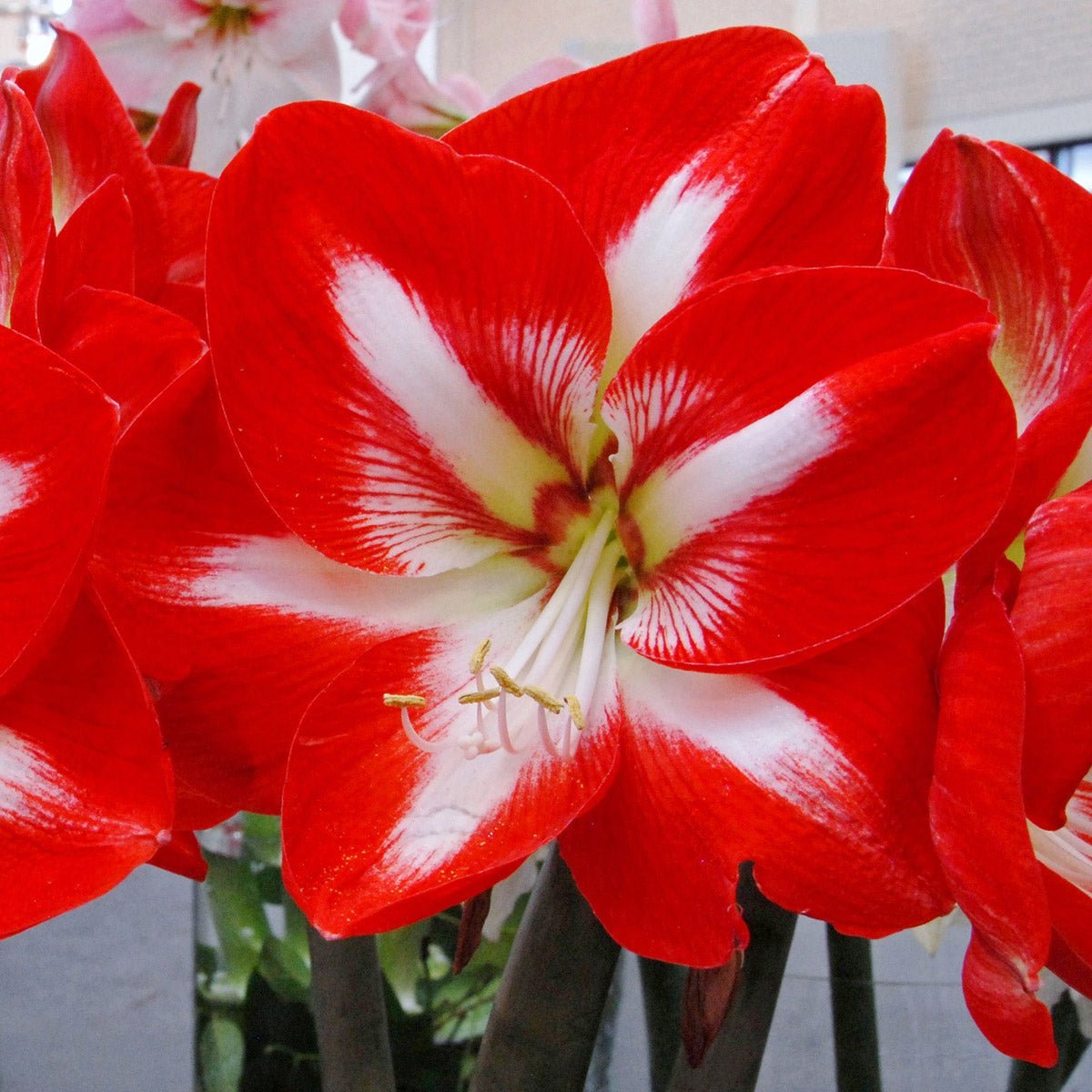 Amaryllis Stargazer - meerkleurige amaryllis - Fluwel