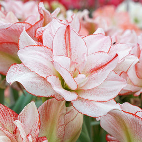 Amaryllis Striped Amadeus - Amaryllis - Fluwel