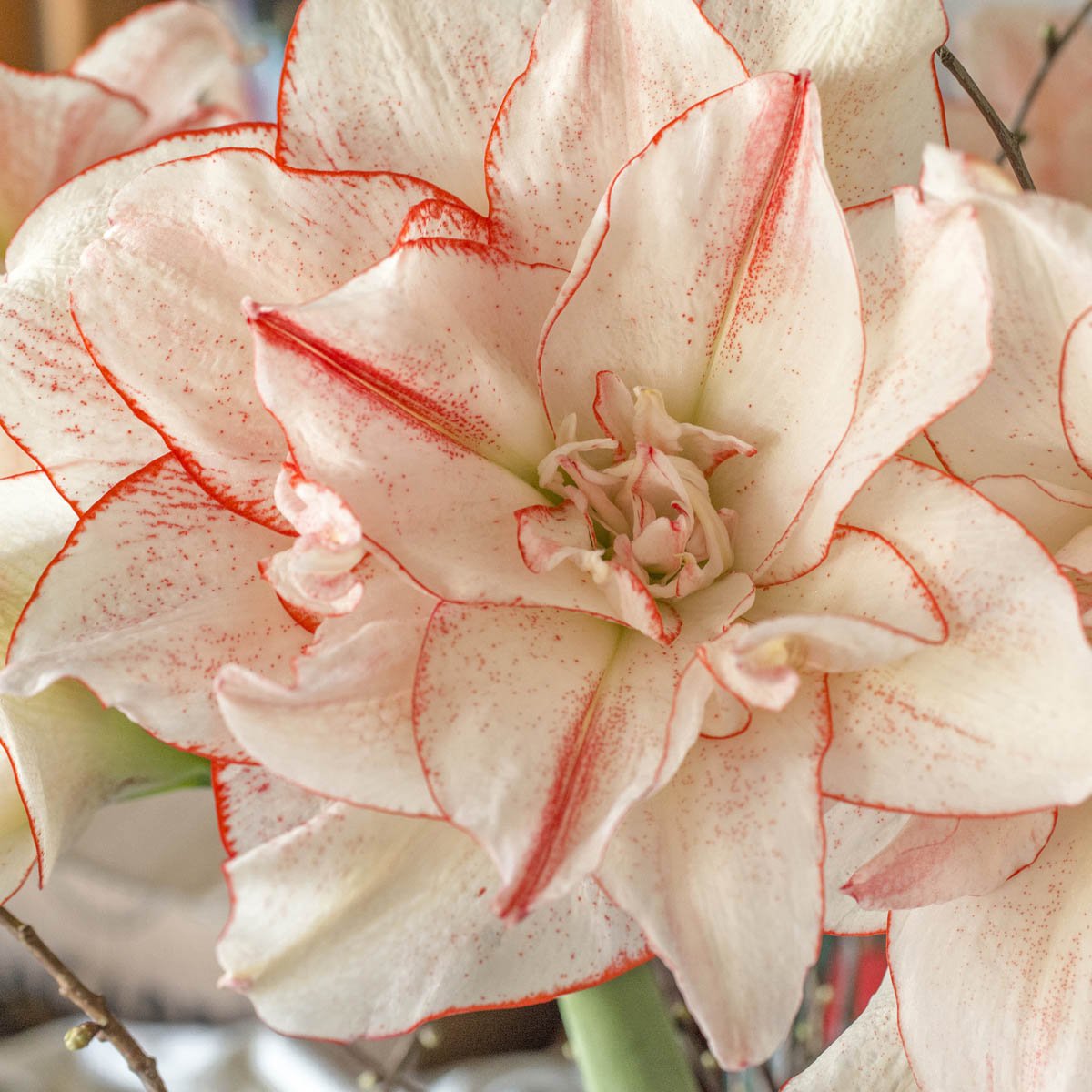 Amaryllis Striped Amadeus - meerkleurige amaryllis - Fluwel