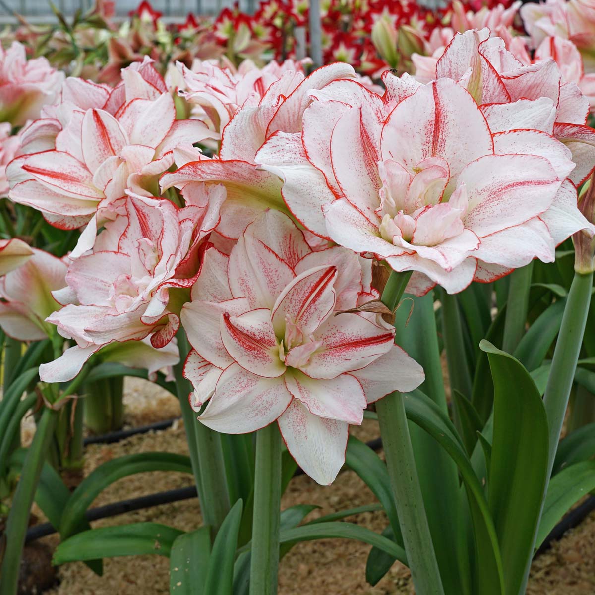 Amaryllis Striped Amadeus - meerkleurige amaryllis - Fluwel