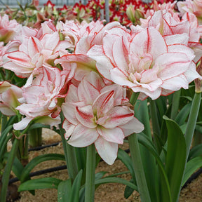 Amaryllis Striped Amadeus - Amaryllis - Fluwel