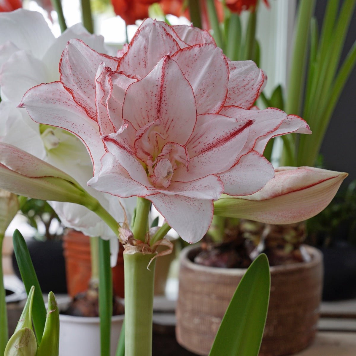 Amaryllis Striped Amadeus - meerkleurige amaryllis - Fluwel