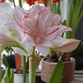 Amaryllis Striped Amadeus - Amaryllis - Fluwel