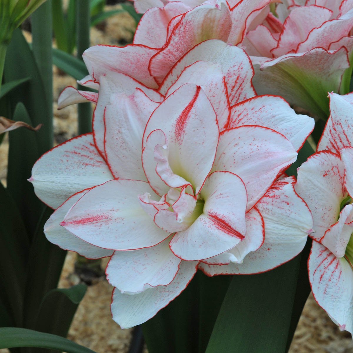 Amaryllis Striped Amadeus - meerkleurige amaryllis - Fluwel