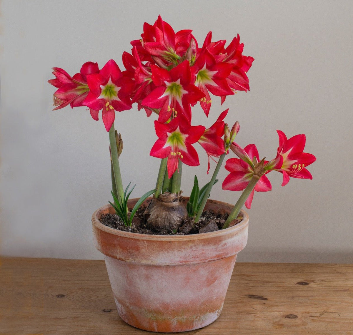 Amaryllis Striped Garden - Amaryllis - Fluwel