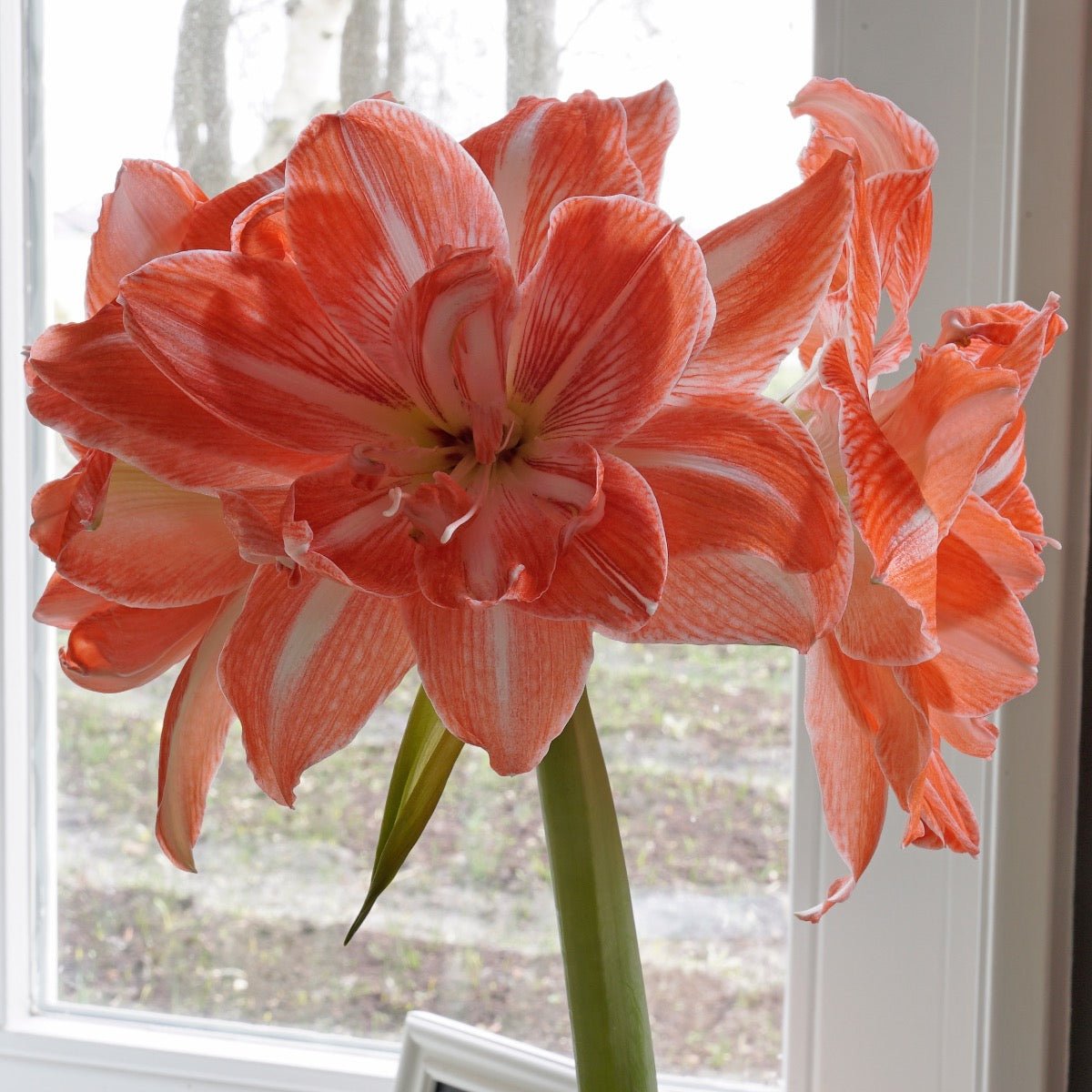 Amaryllis Sunshine Nymph - meerkleurige amaryllis - Fluwel